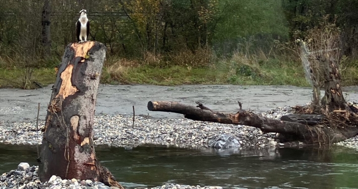 Majestätischer Gast im revitalisierten Binnenkanal in Sevelen: Der Fischadler ist ein Zeichen für eine intakte Umwelt. Foto: Ueli Schlegel