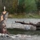 Majestätischer Gast im revitalisierten Binnenkanal in Sevelen: Der Fischadler ist ein Zeichen für eine intakte Umwelt. Foto: Ueli Schlegel