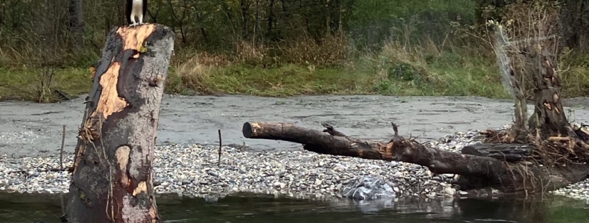 Majestätischer Gast im revitalisierten Binnenkanal in Sevelen: Der Fischadler ist ein Zeichen für eine intakte Umwelt. Foto: Ueli Schlegel